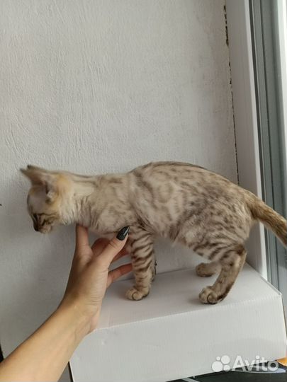 Бенгальский котëнок