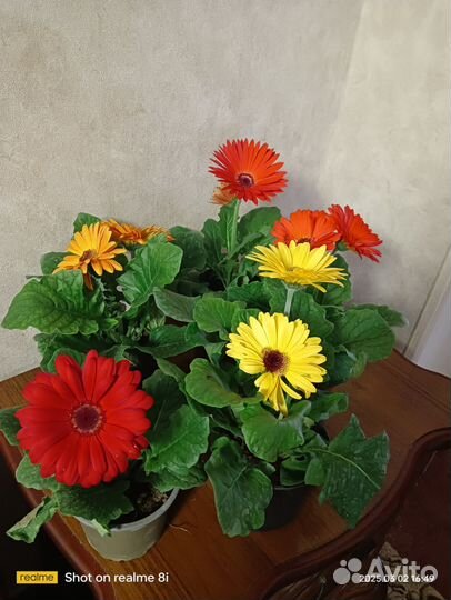 Герберы в горшке