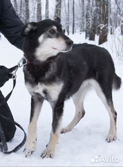 Заберите Джонника домой из приюта