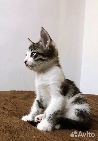Котёнок с интересным окрасом