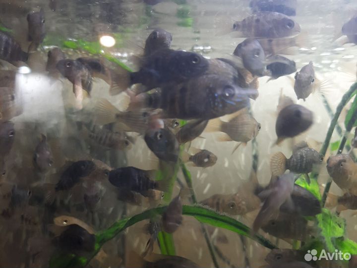 Акара бирюз,моллинезия, гуппи, хромис красавчик