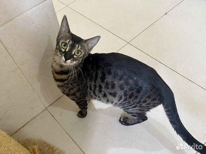 Египетская мау котята