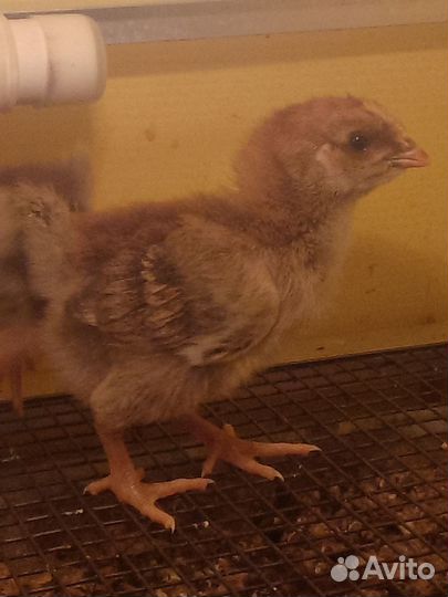 Кучинские цыплята в СПб