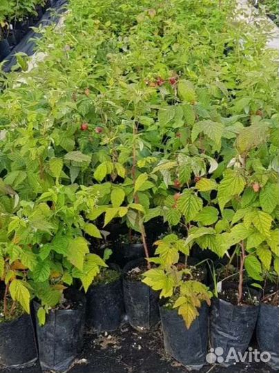 Ремонтантная малина садовая