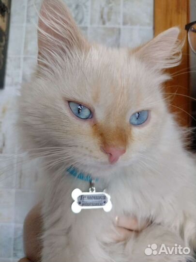 Адресник брелок для собак и кошек. Магазин