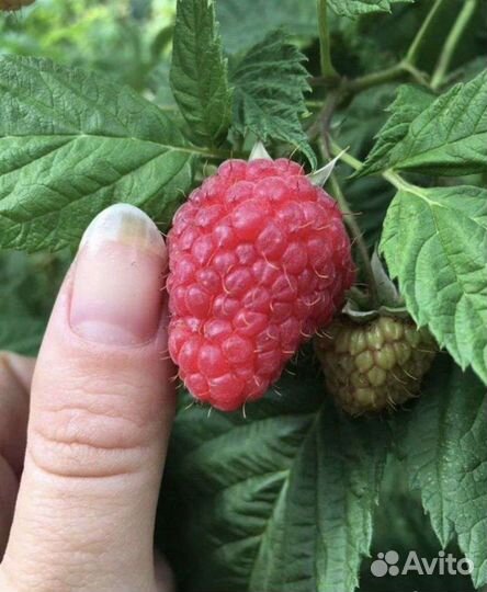 Саженцы малины. Ремонтантная и обычная малина