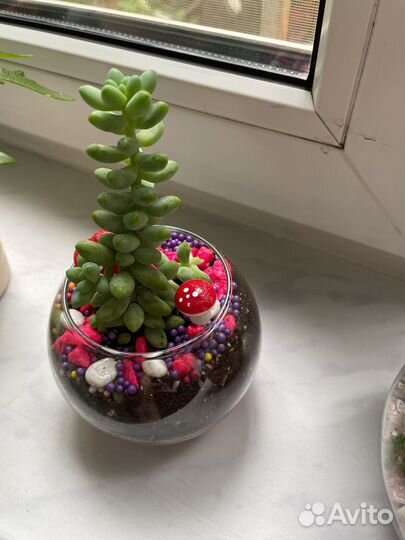 Суккуленты