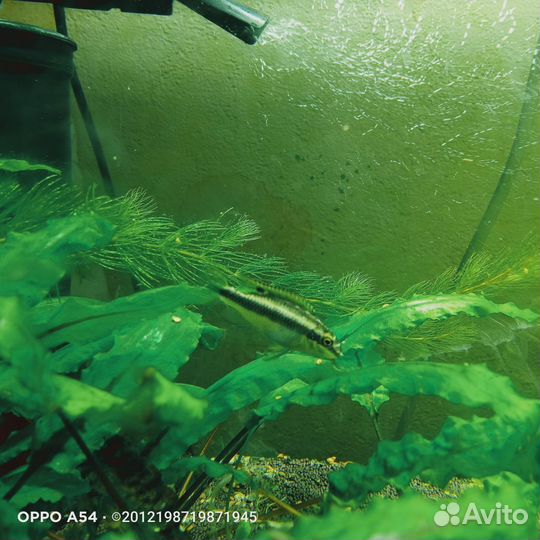 Пельвикахромис пульхер или цихлида-попугайчик