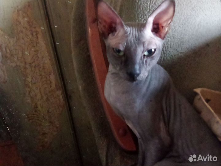 Канадский сфинкс кот