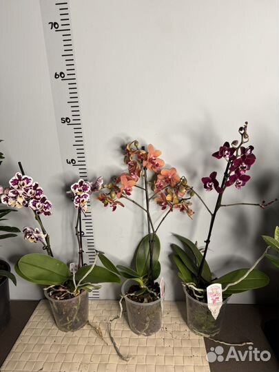 Орхидеи