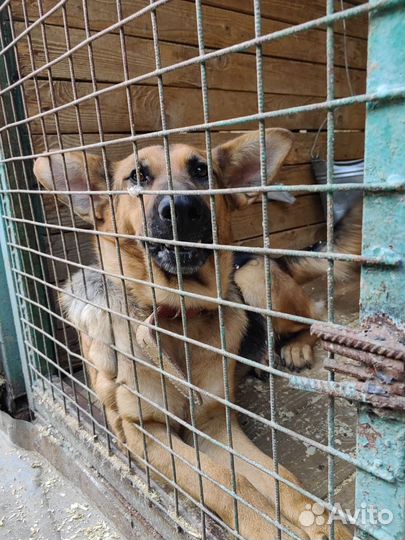 Забава наша радость и боль