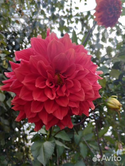 Георгины, Каллы, Цинии, Гладиолусы: клубни, срезка