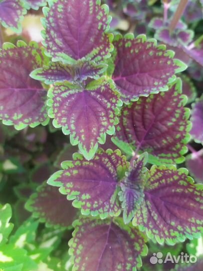 Продам колеусы по 10-20р