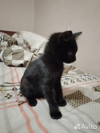 Отдам в добрые руки