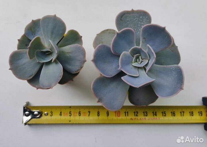 Суккулент(эхверия)