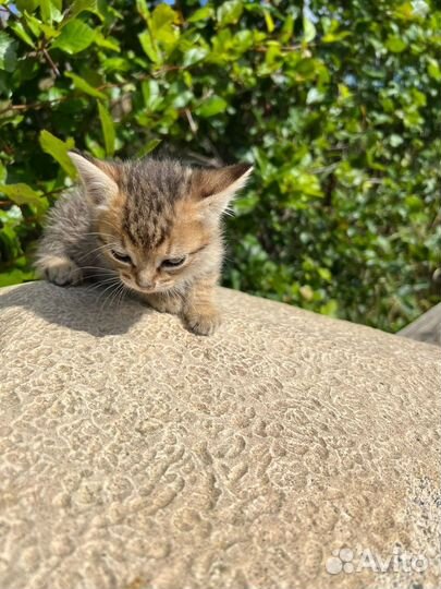 Котенок 1.5 месяца ищет дом