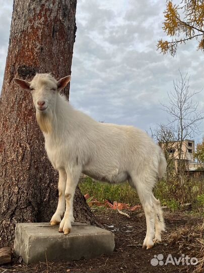 Козел зааненский