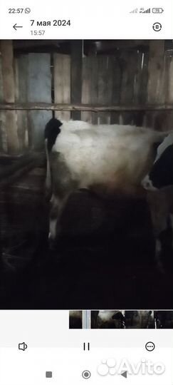 Бык на мясо