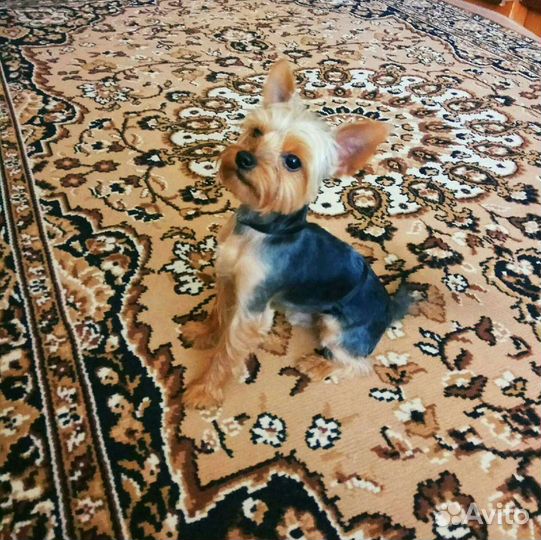 Вязка Мини Йорк