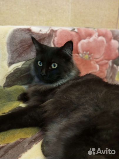 Кошка, ответственному человеку