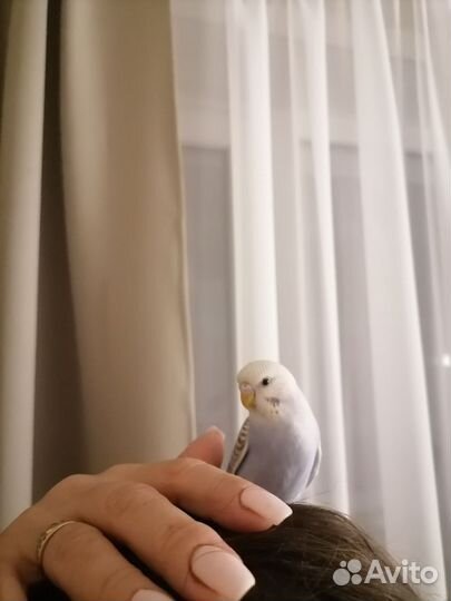 Волнистый попугай