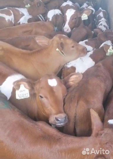 Т Бычки разных пород