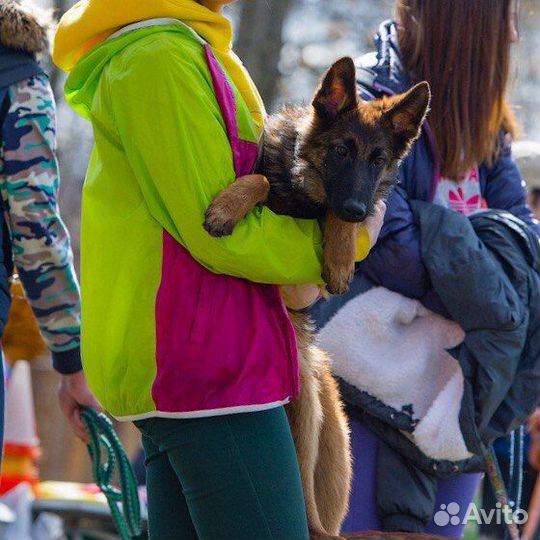Дрессировка собак, Передержка, Кинолог