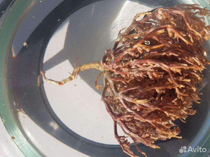 Иерихонская роза