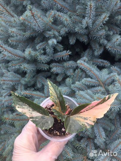 Алоказия Оксалис вариегатный