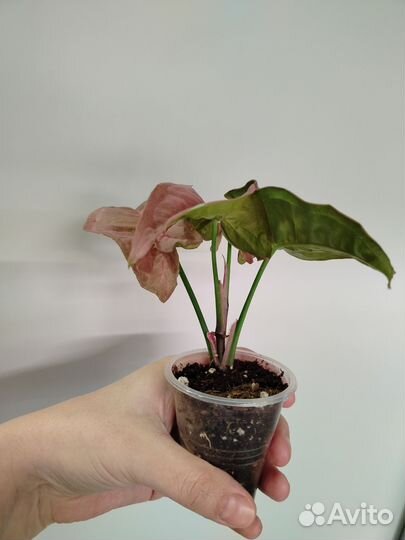 Сингониумы