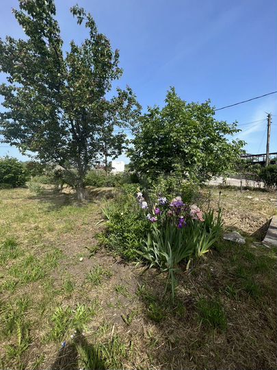 Участок 12,5 сот. (СНТ, ДНП)