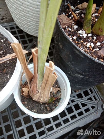 Орхидея цимбидиум