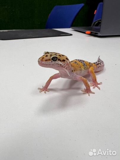 Геккон Эублефар