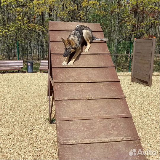 Кинолог-хендлер