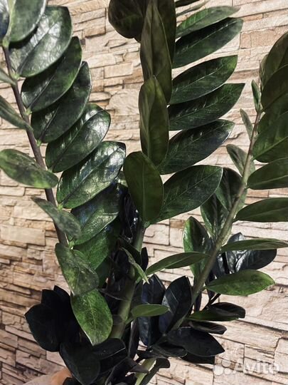 Замиокулькасы Зензи и Черный Равен