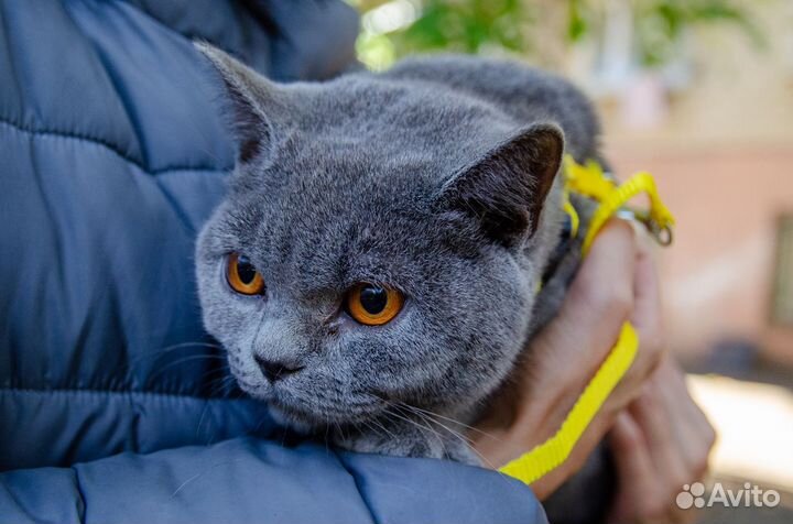 Отдам кошку в добрые руки