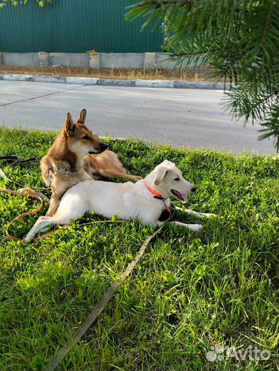 Щенок в добрые руки