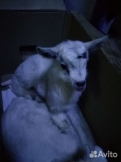 Козочка молодая