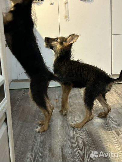 Щенки бесплатно