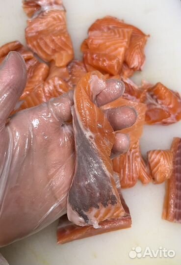 Лосось (Семга)