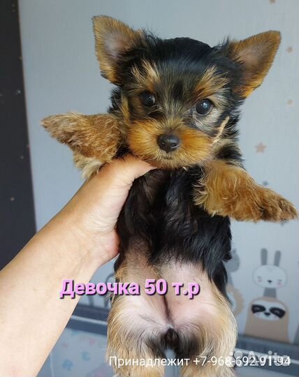 Щенки породы Йоркширский терьер