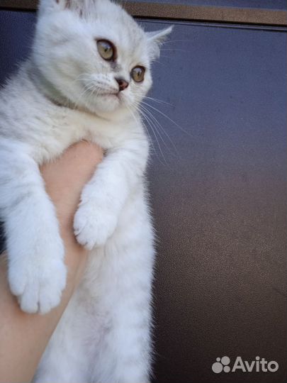 Шотландская