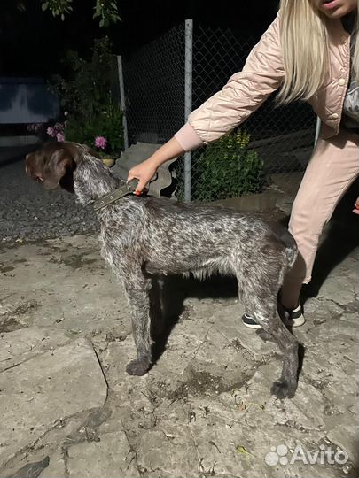 Дратхаар девочка нашли