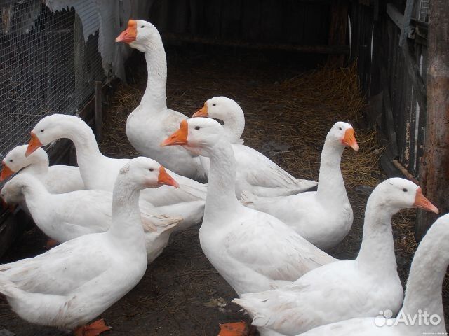 Гуси, ути, индоути