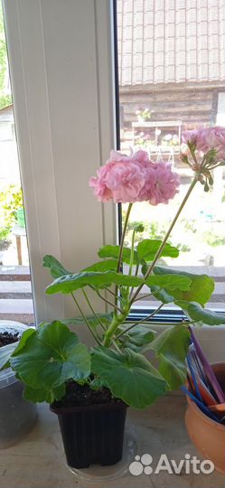 Пеларгония герань