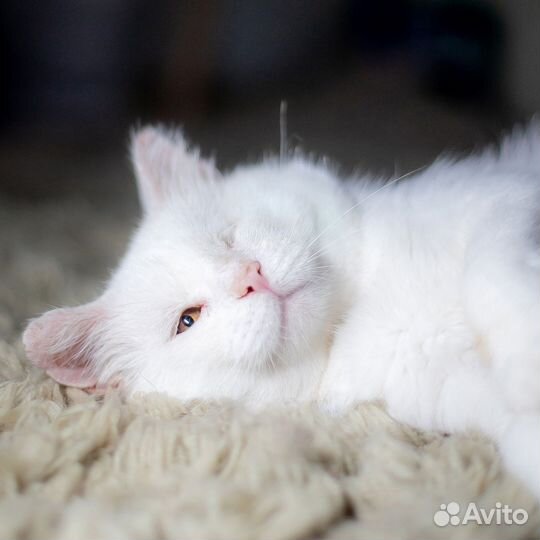 Котик Сахарок