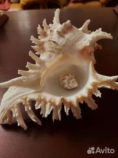 Ракушка морская