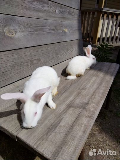 Кролики Белый Паннон