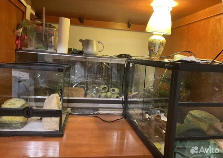 Эублефары Cross Blood с террариумом и без