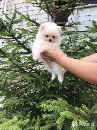 Померанский шпиц мини